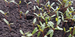 Beitragsbild des Blogbeitrags Hochbeet bauen – Befüllen und Bepflanzen