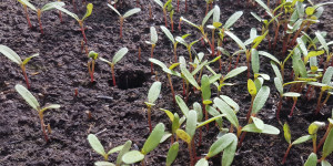 Beitragsbild des Blogbeitrags Tomaten pflanzen- vom Saatgut bis zur Ernte 