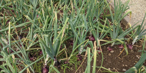 Beitragsbild des Blogbeitrags Zwiebeln im Garten