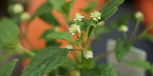 Beitragsbild des Blogbeitrags Aztekisches Süßkraut selbst anbauen (Stevia)