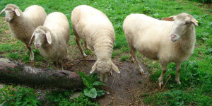 Beitragsbild des Blogbeitrags Schafskälte 2021 – Termin und Bauernregeln 