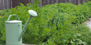 Beitragsbild des Blogbeitrags Gartentipps Juni