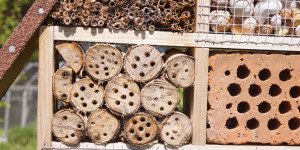 Beitragsbild des Blogbeitrags Tipps fürs Insektenhotel 