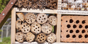 Beitragsbild des Blogbeitrags Tipps fürs Insektenhotel