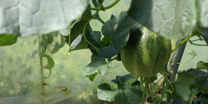 Beitragsbild des Blogbeitrags Wassermelonen – Anbau und Pflege