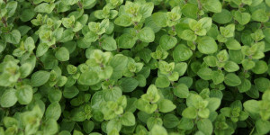 Beitragsbild des Blogbeitrags Oregano selbst pflanzen