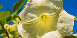 Beitragsbild des Blogbeitrags Giftpflanzen im Garten