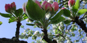 Beitragsbild des Blogbeitrags Apfelbaum Veredeln