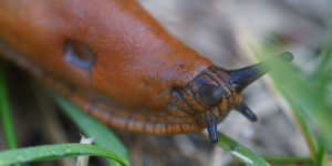 Beitragsbild des Blogbeitrags Nacktschnecken im Garten bekämpfen
