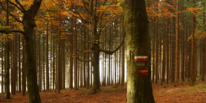 Beitragsbild des Blogbeitrags Altweibersommer 2021 – Wissenswertes und Bauernregeln