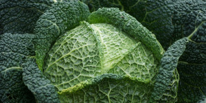 Beitragsbild des Blogbeitrags Gartentipps Oktober