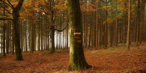 Beitragsbild des Blogbeitrags Bauernregeln und Lostage im November
