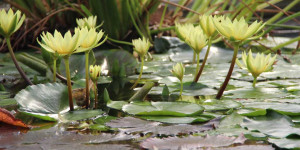 Beitragsbild des Blogbeitrags Gartenteich winterfest machen
