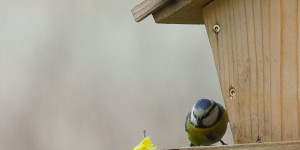 Beitragsbild des Blogbeitrags Tipps um Vögel richtig zu füttern 