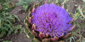 Beitragsbild des Blogbeitrags Artischocken im Garten selbst anbauen