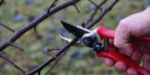 Beitragsbild des Blogbeitrags Obstbaumschnitt im Garten – Jänner bis März