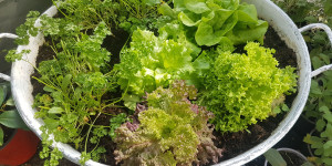 Beitragsbild des Blogbeitrags Gemüseanbau auf dem Balkon 