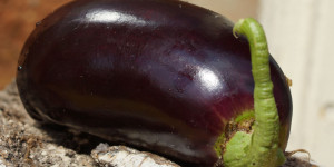 Beitragsbild des Blogbeitrags Aubergine (Melanzani) pflanzen