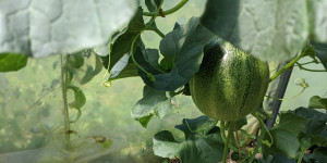 Beitragsbild des Blogbeitrags Wassermelonen  – Anbau und Pflege 