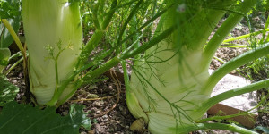 Beitragsbild des Blogbeitrags Fenchel selbst anbauen