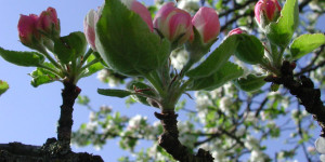 Beitragsbild des Blogbeitrags Apfelbaum Veredeln