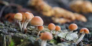 Beitragsbild des Blogbeitrags Bauernregeln und Lostage für den Oktober