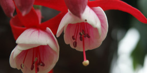 Beitragsbild des Blogbeitrags Balkonpflanzen einfach überwintern – Tipps vom Gärtner 
