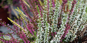 Beitragsbild des Blogbeitrags Bepflanzen einer Herbstschale