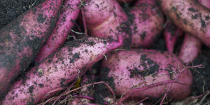 Beitragsbild des Blogbeitrags 5 Gemüsesorten die ihr gut im Winter einlagern könnt 