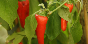 Beitragsbild des Blogbeitrags Chili und Paprika überwintern 