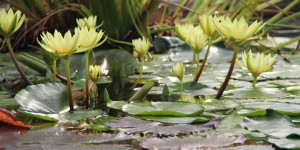 Beitragsbild des Blogbeitrags Gartenteich winterfest machen