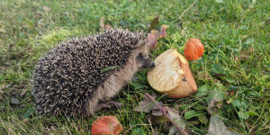 Beitragsbild des Blogbeitrags Igel richtig überwintern 