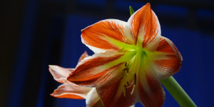 Beitragsbild des Blogbeitrags Amaryllis Tipps zur Pflege 