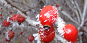 Beitragsbild des Blogbeitrags Bauernregeln für den Januar