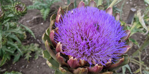 Beitragsbild des Blogbeitrags Artischocken im Garten selbst anbauen