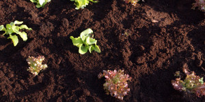 Beitragsbild des Blogbeitrags 15 Tipps für den Gemüsegarten im Februar