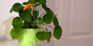 Beitragsbild des Blogbeitrags Pflanzen umtopfen – dass solltet du beachten! 