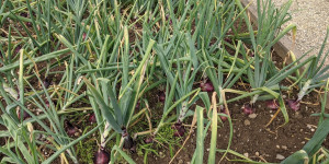 Beitragsbild des Blogbeitrags Zwiebeln im Garten