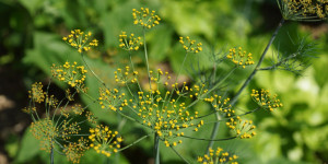 Beitragsbild des Blogbeitrags Dill selbst anbauen