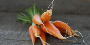 Beitragsbild des Blogbeitrags Karotten selbst anbauen – so klappt es bei euch 