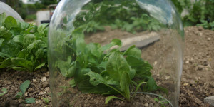 Beitragsbild des Blogbeitrags So kannst du Gemüse vor Frost schützen