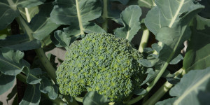 Beitragsbild des Blogbeitrags Broccoli selbst anbauen 