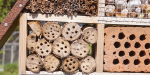 Beitragsbild des Blogbeitrags Tipps fürs Insektenhotel