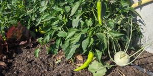 Beitragsbild des Blogbeitrags Urban Gardening – Drei Alternativen zum klassischen Garten