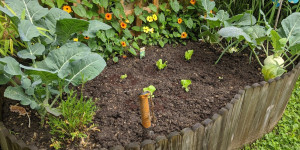 Beitragsbild des Blogbeitrags Gartentipps Juli