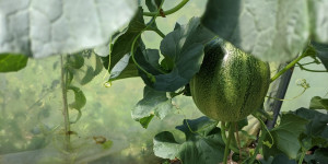 Beitragsbild des Blogbeitrags Wassermelonen – Anbau und Pflege