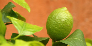 Beitragsbild des Blogbeitrags Limettenbaum – Video mit Tipps und Infos zur Pflege