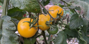 Beitragsbild des Blogbeitrags Gartentipps September mit Video
