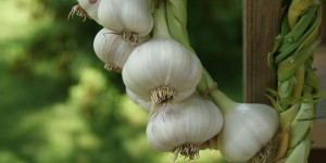 Beitragsbild des Blogbeitrags Knoblauch pflanzen – 7 Tipps vom Gärtner