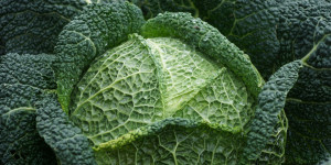 Beitragsbild des Blogbeitrags Gartentipps Oktober